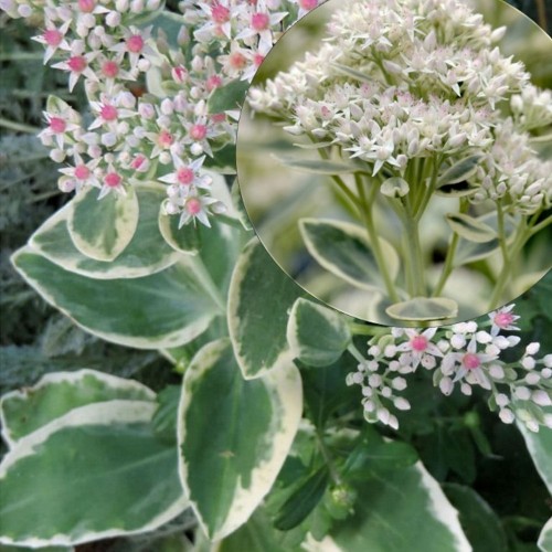 Sedum 'Frosty Morn' - Kukehari 'Frosty Morn' P9/0,55L